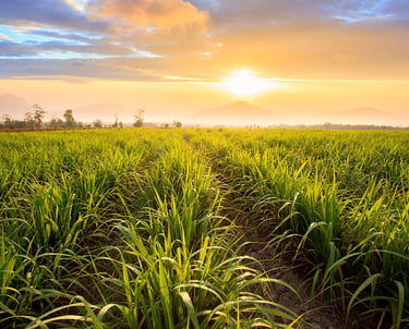 Serviços que prestamos na cultura de cana