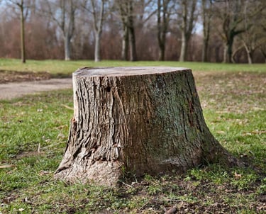 Souche d'un arbre abattu