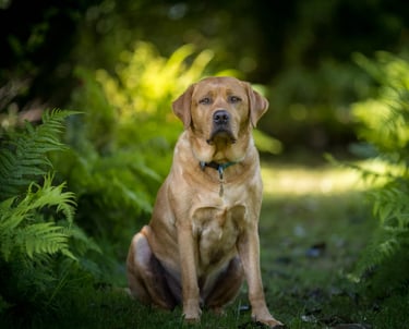 LokiPawtraits Pet Photography Loki Pawtraits