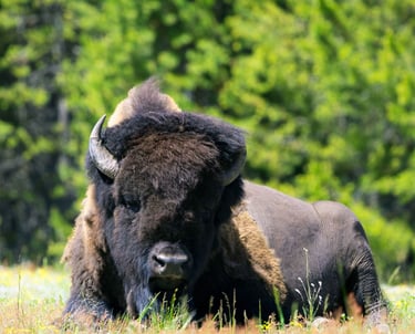 Bison chillin'