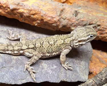 Pogona henrylawsoni