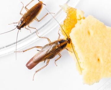 Entreprise de traitement des cafards à Valence dans la Drôme