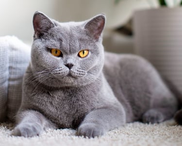 British Shorthair Blue