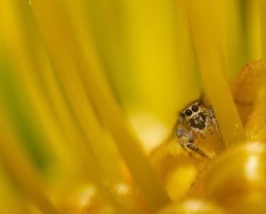 small yellow spider