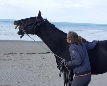 Cheval qui rit sur la plage avec la mer en fond