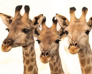 Close up of three giraffe faces with white background