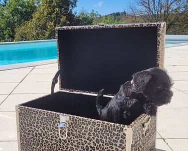 Chiot Schnauzer dans une malle