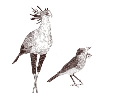 brown illustration of birds