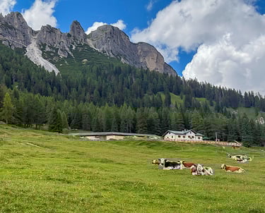 Mucche al pascolo davanti alla nostra baita alpina