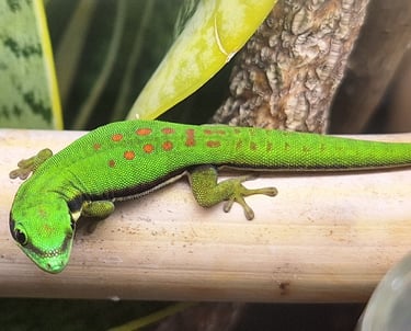 Phelsuma nigristriata