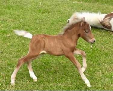 AMHA filly pouliche silver miniature américaine