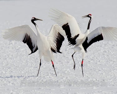 2 Sandhill Cranes who dance as an important part of their social structure and bonding behavior. 