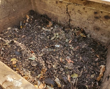 compost début de maturation