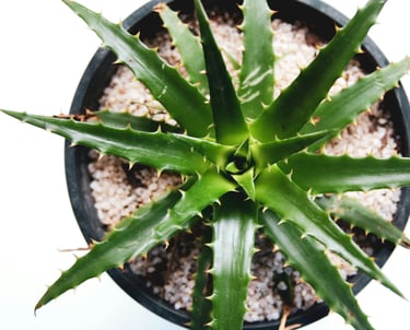 Aloe Vera plant