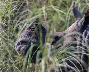 Rhino in the grass in Bardiya