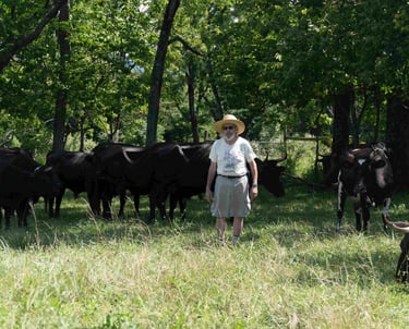 Jonathan White with cows