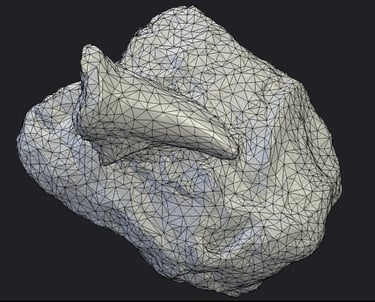 topology of a 3D model of a tooth fossil