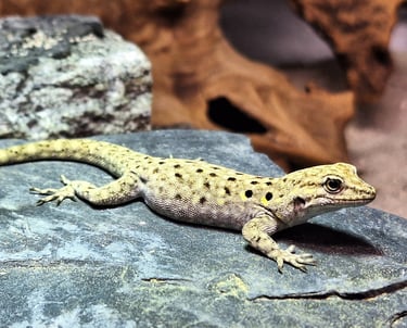 Quedenfeldtia moerens