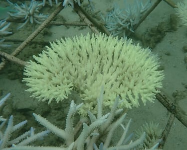 Bleached Acropora colony in coral gardens in St Felix (Mar 2025)