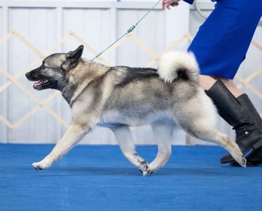 Norwegian Elkhound gaiting