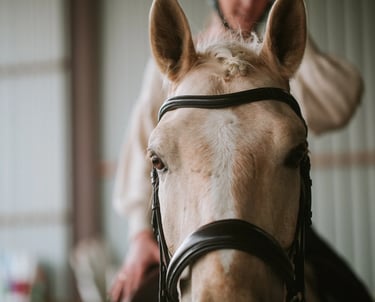 portrait d'un cheval palomino dans un manege
