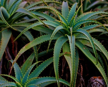 Aloe Vera plant