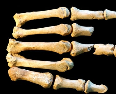 Bones of a human hand