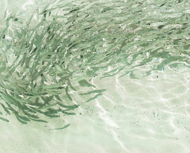 Photograph of a school of fish in clear seawater, changing direction