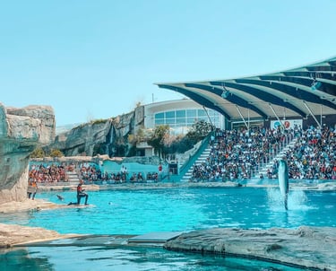 Piscina centrale con i delfini, riccione