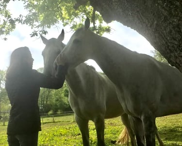 Deux chevaux blancs caressés par une femme sous un arbre
