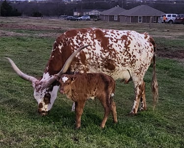Texas Longhorn with miniature bull calf