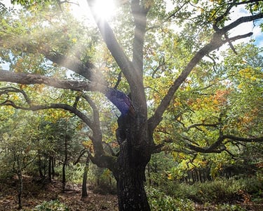 Arbre de Syphêttre