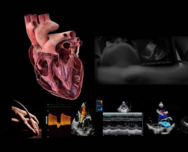 Clinician performing echocardiography under guidance.