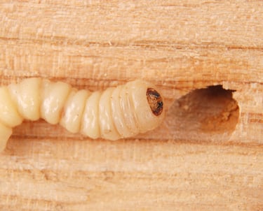 larve de capricorne des maisons