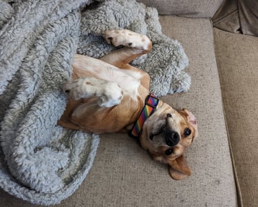 a dog laying on her back under a blanket on a couch