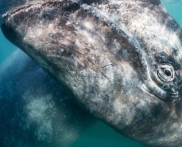 a whale eye underwater