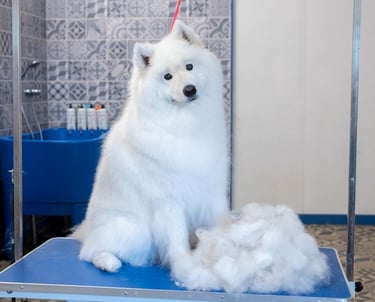toilettage samoyede