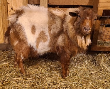 Myotonic Buck with Strong Frame and Calm Temperament