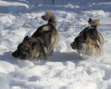 Norwegian Elkhound puppies running in the snow