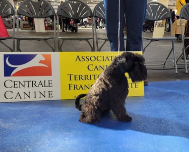 Schnauzer nain en confirmation