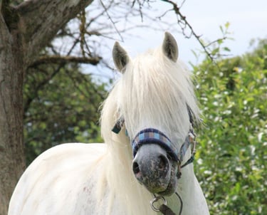 Porträt Bild von einem süßen weißen Pony vor grüner Hecke