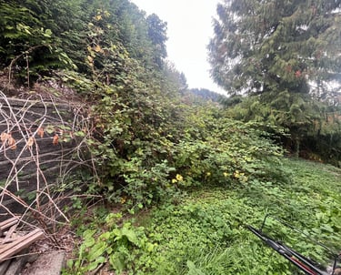 Blackberry bushes overtaking a back yard retaining wall