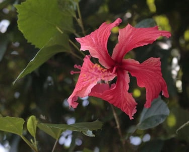 service de soin en martinique