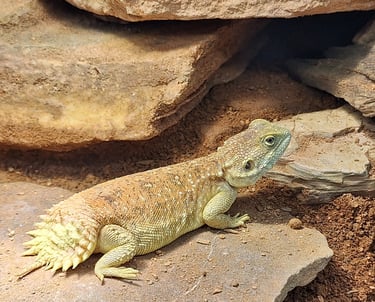 Xenagama taylori Weibchen