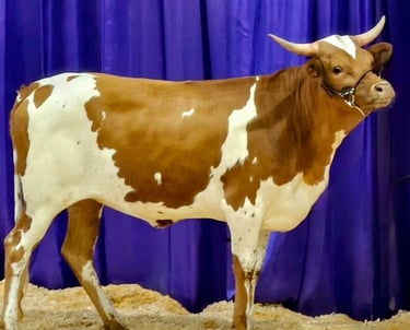 Show winning Miniature longhorn cow