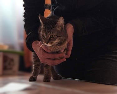 Ostéopathie animale, séance pour un chat