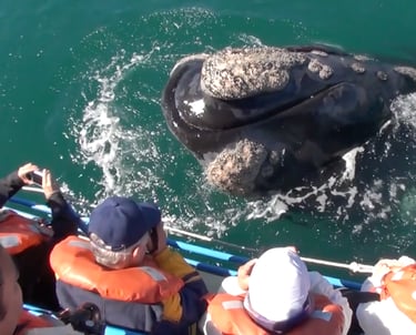 avistaje de ballena franca austral