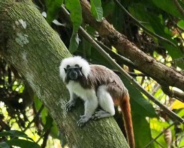 Titi Monkey