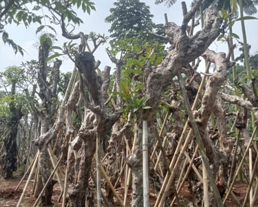 Pohon Pelindung