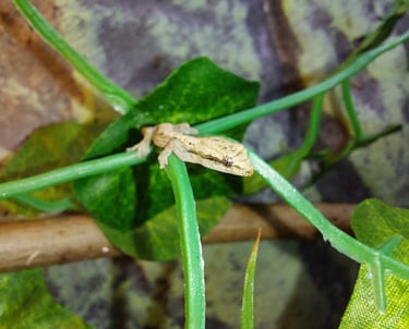 Lepidodactylus lugubris Jungtier